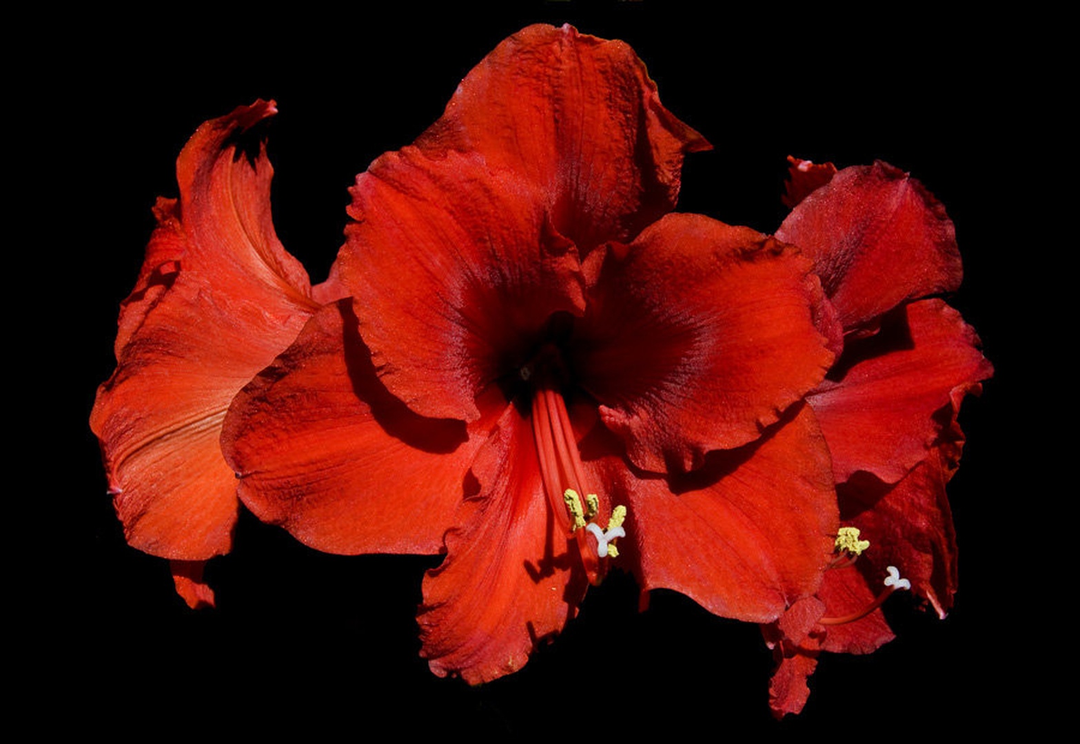 Amarilis by