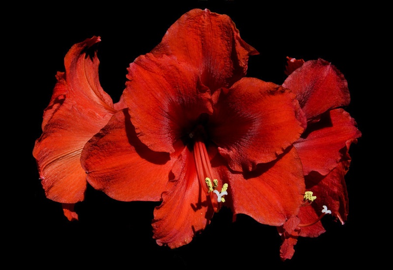 Amarilis by Marjetica