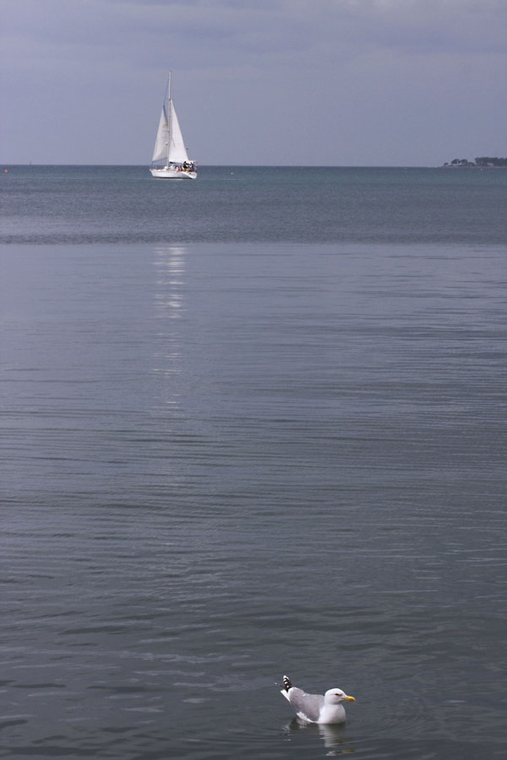 Jadrnica in galeb by