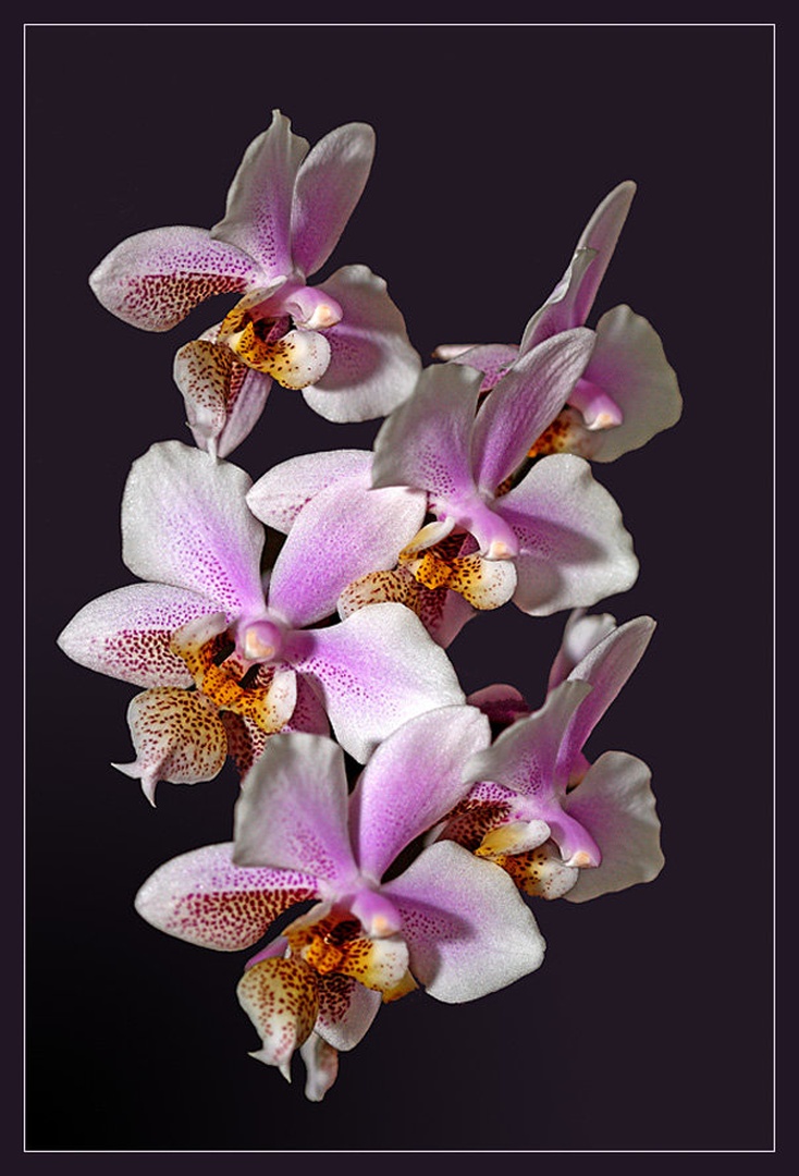 Phalaenopsis by
