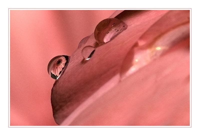 Gerbera by Marjetica
