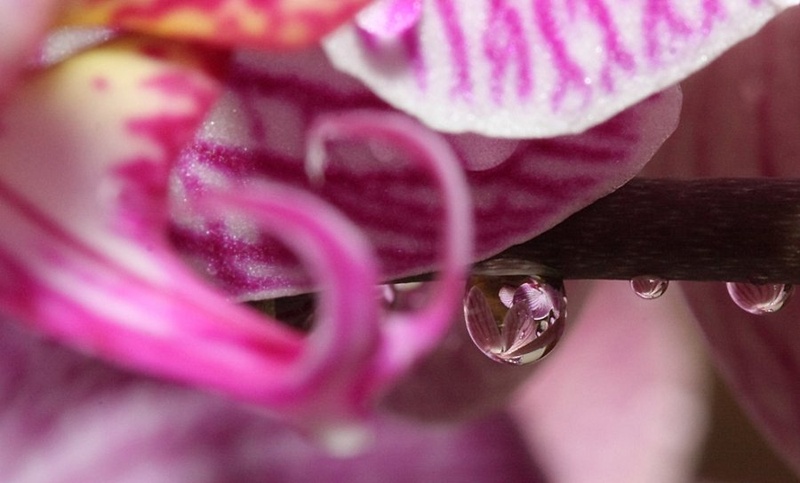 Phal by Marjetica