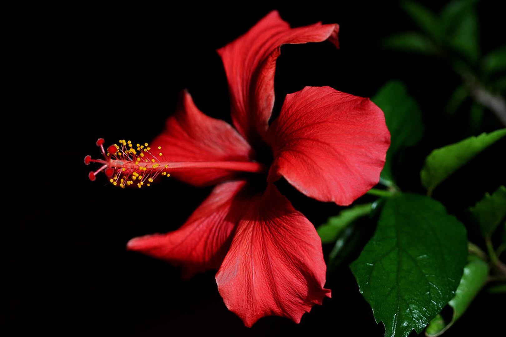Hibiscus by