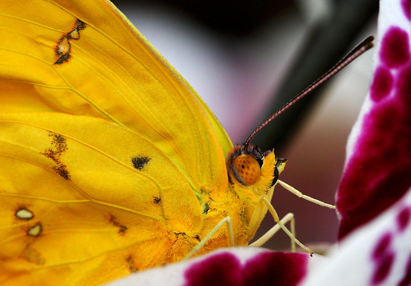 United colours of Nature by
