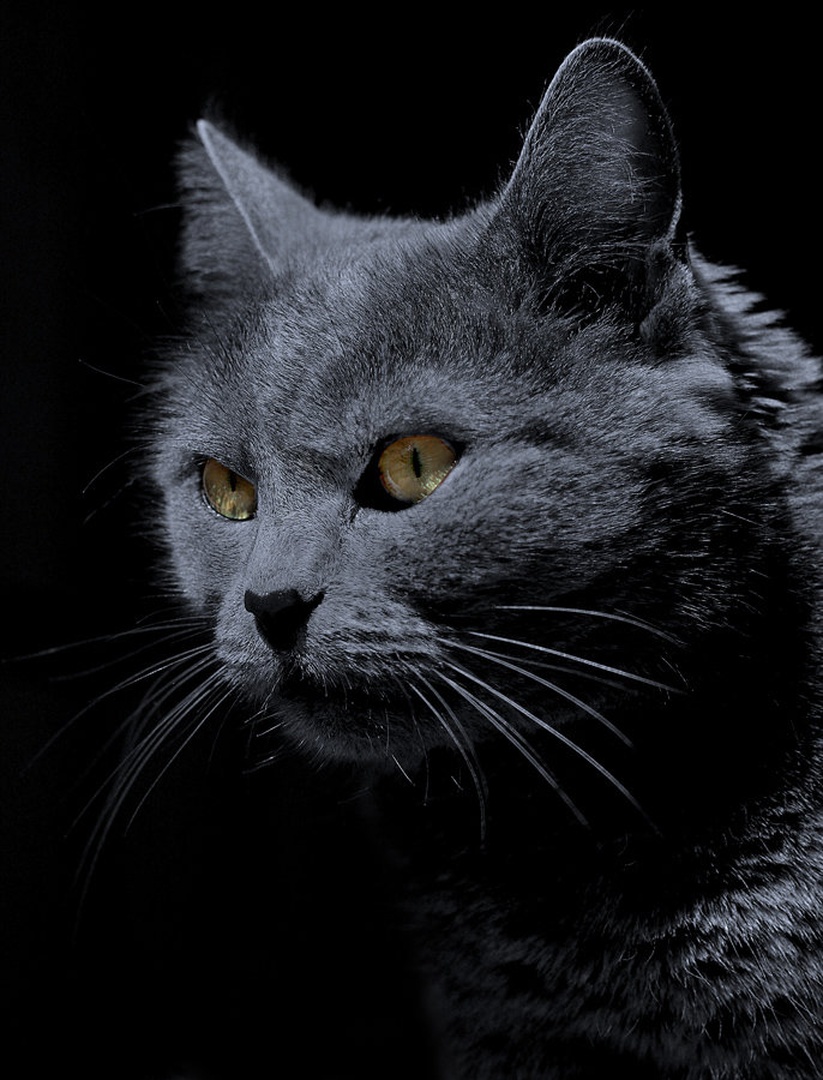 Queen Naja by