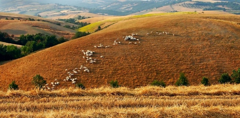 Ovčke by Marjetica