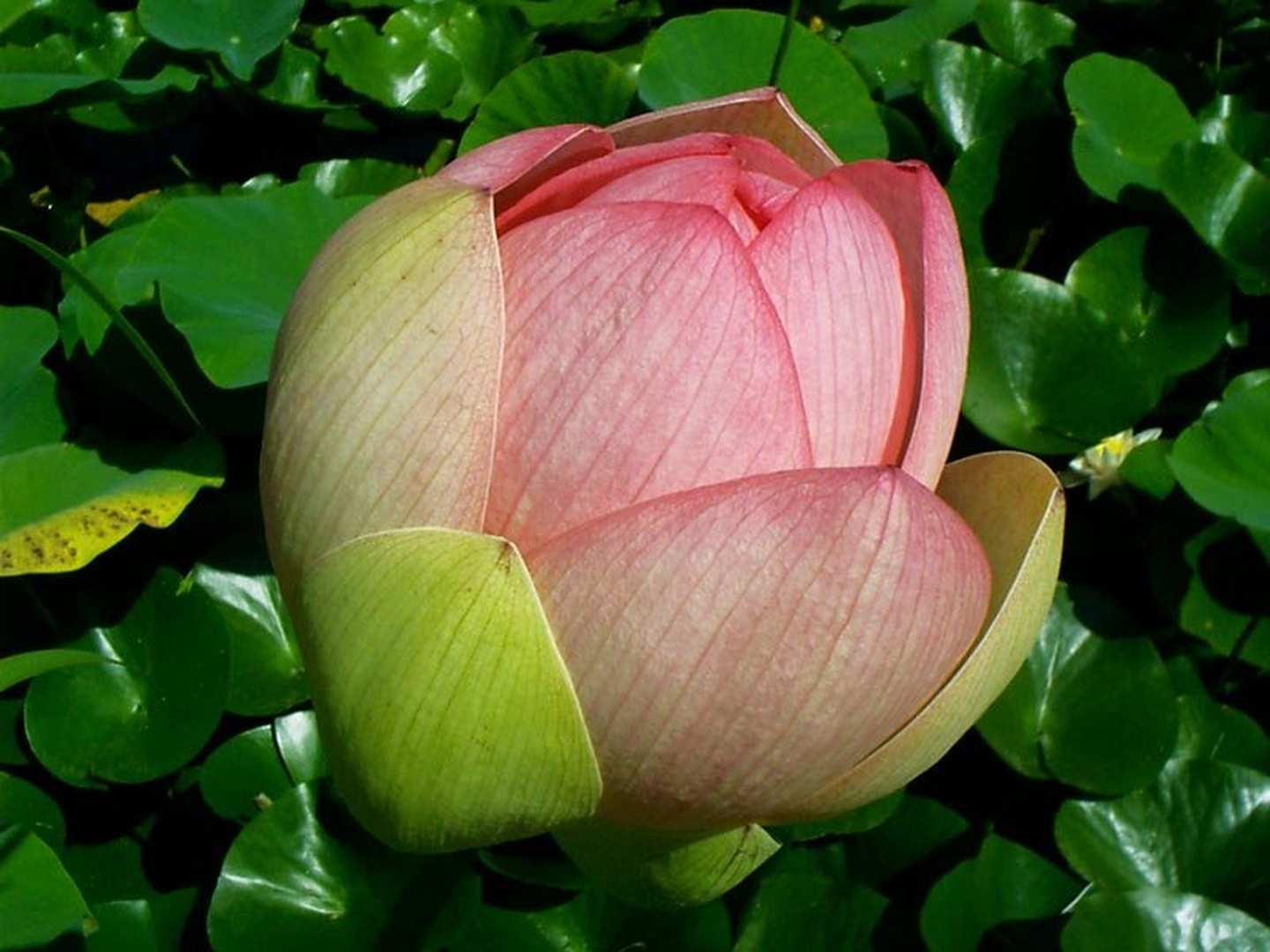 Lotus by tk