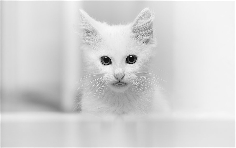 Bleee by Kruno Debenc