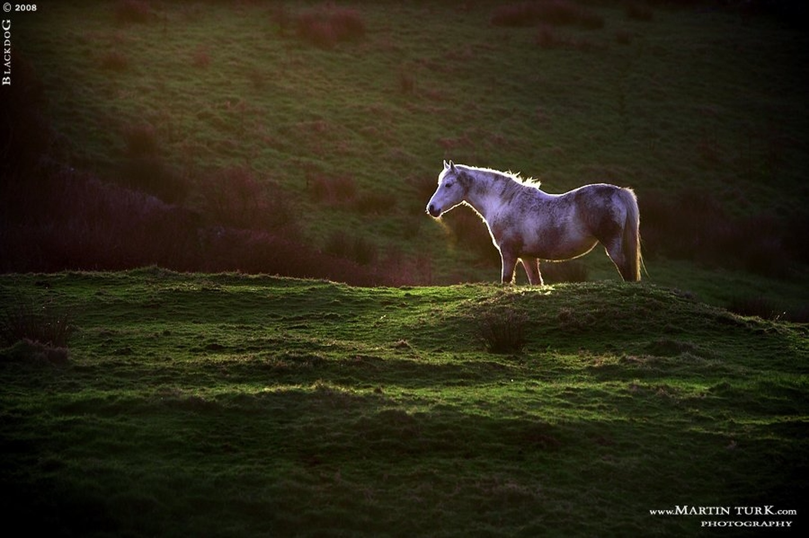 Misty Morning by Martin Turk