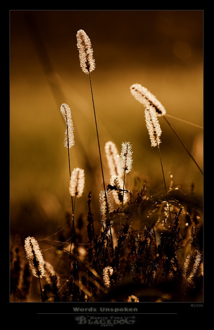 Words Unspoken by Martin Turk