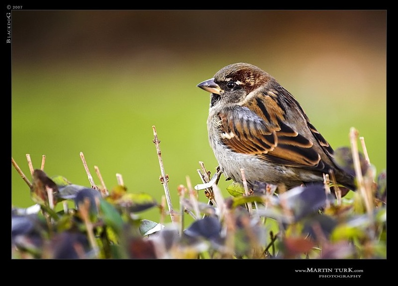 My Little Friend by Martin Turk