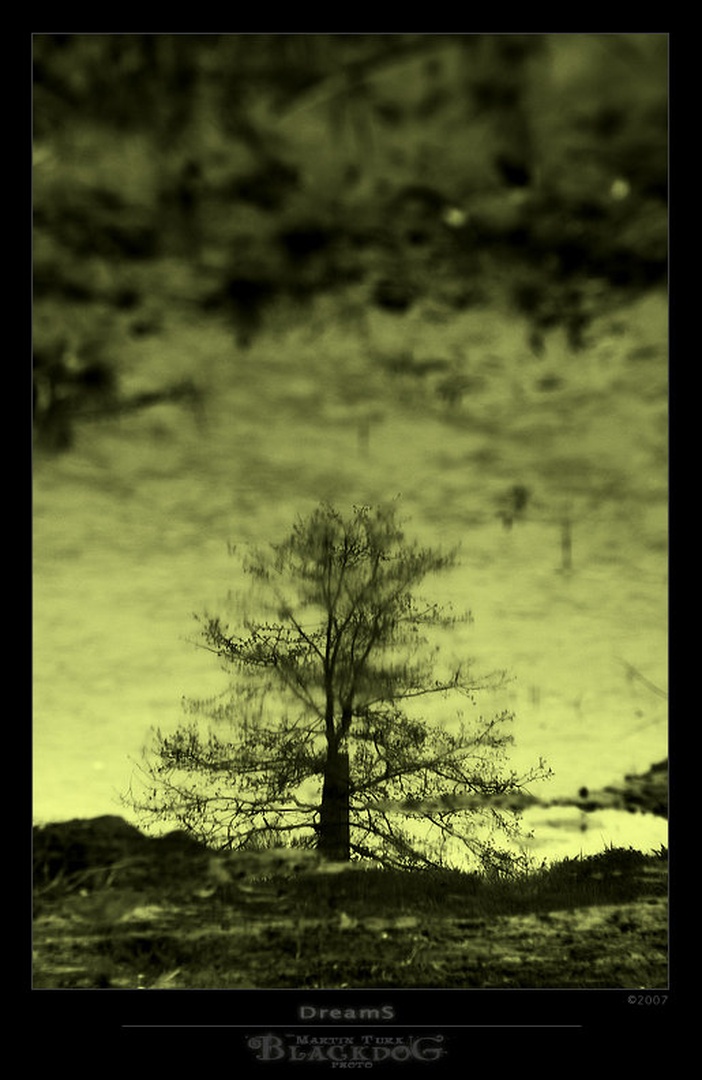 DreamS by Martin Turk