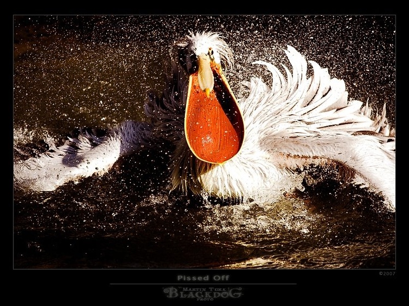 Pissed by Martin Turk