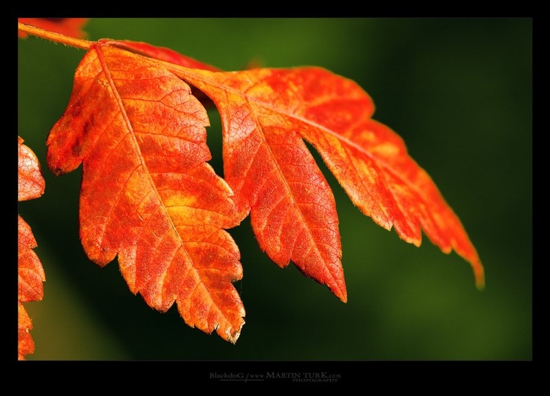 BojE by Martin Turk