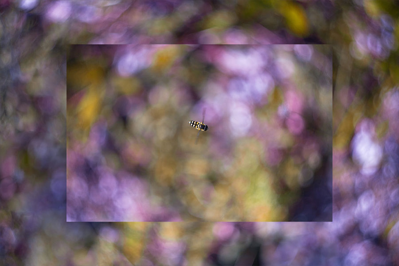 Wasp on acid by Anej Lešnik