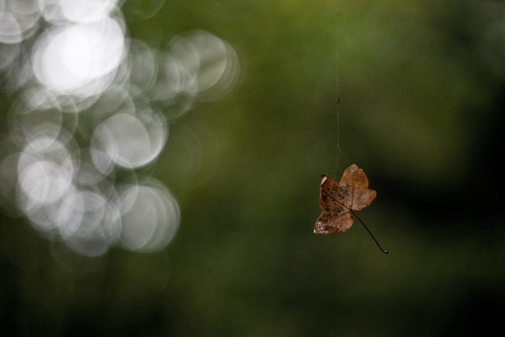 Just hanging around by Anej Lešnik
