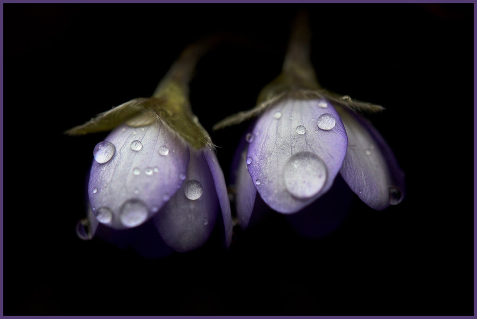 Violescent by Anej Lešnik