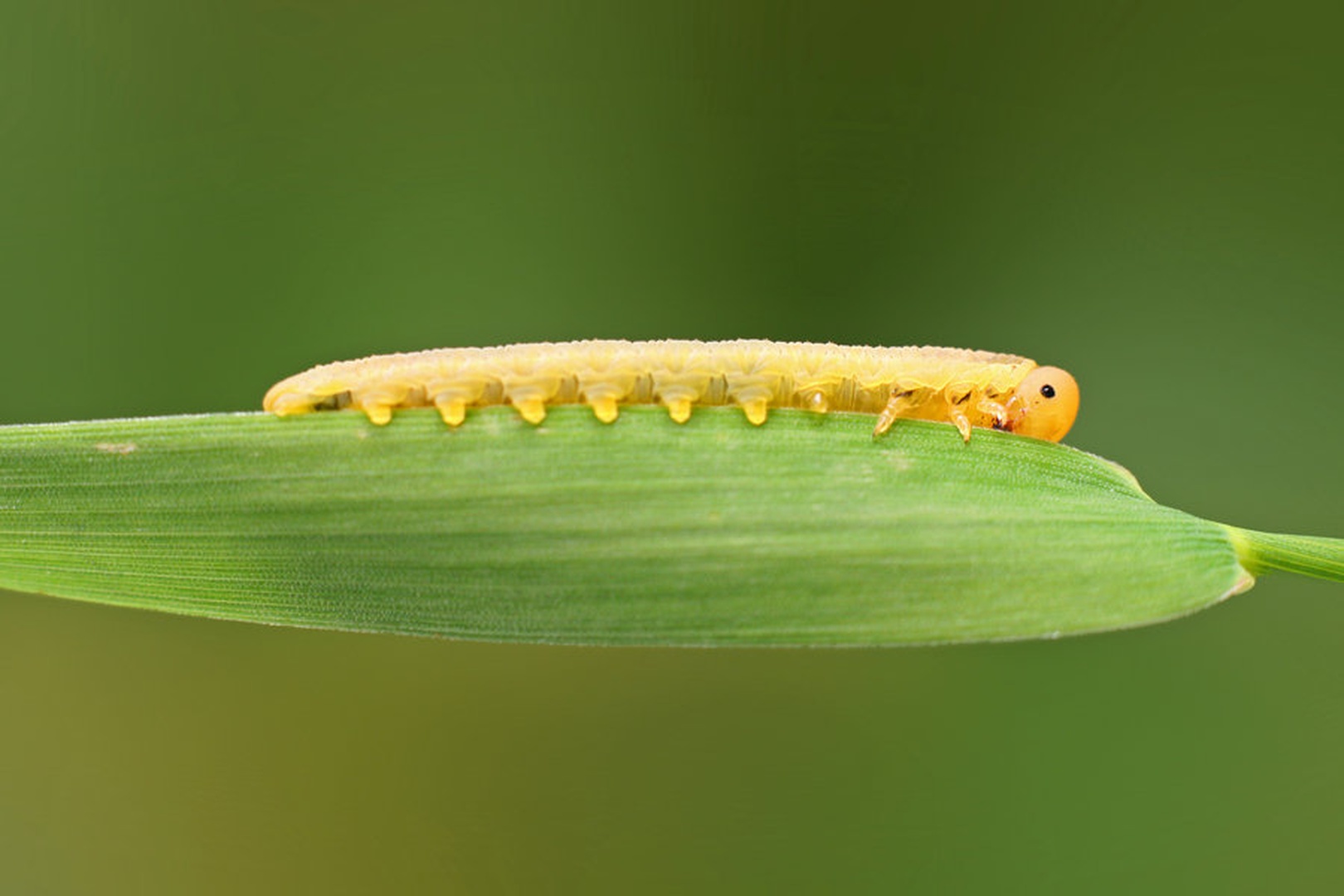 Caterpillar by Anej Lešnik