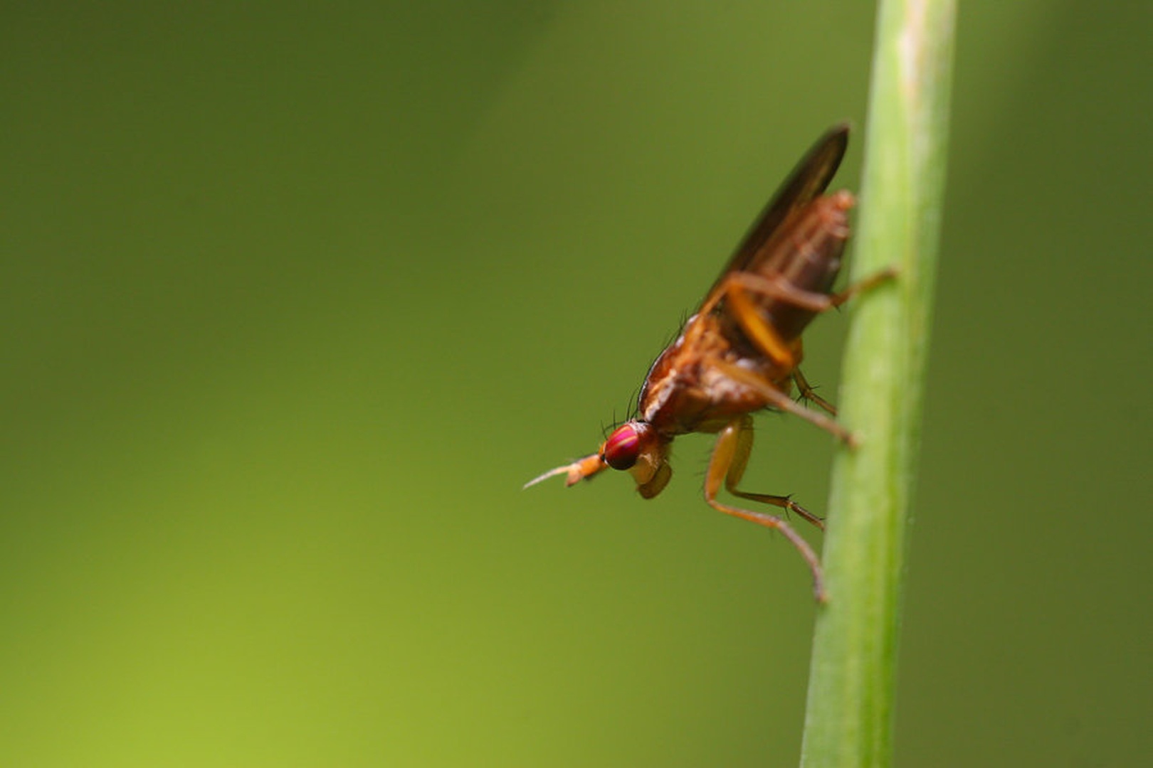Fly by Anej Lešnik