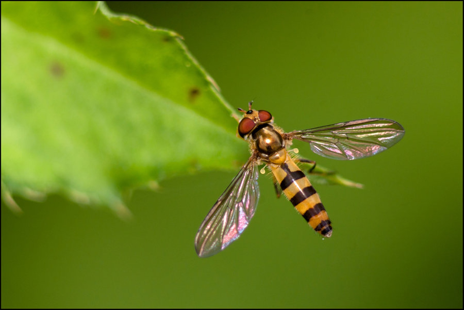 Wasp by Anej Lešnik
