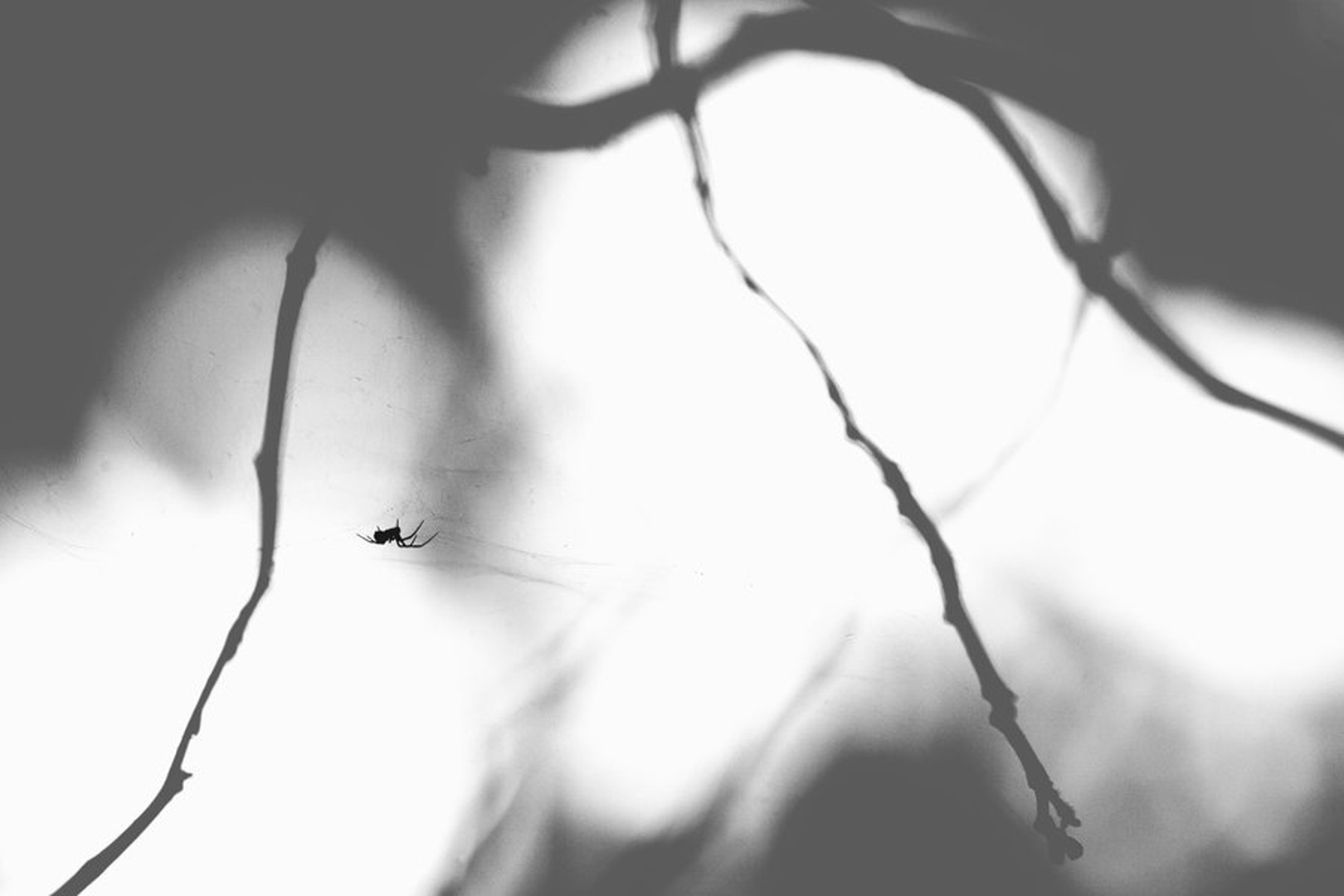 Lone|y silence by Anej Lešnik