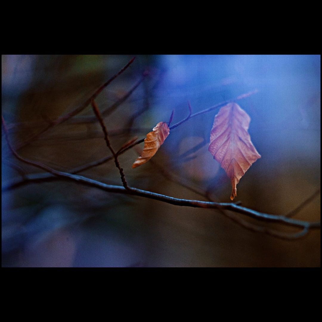 Hanging autumn by Anej Lešnik