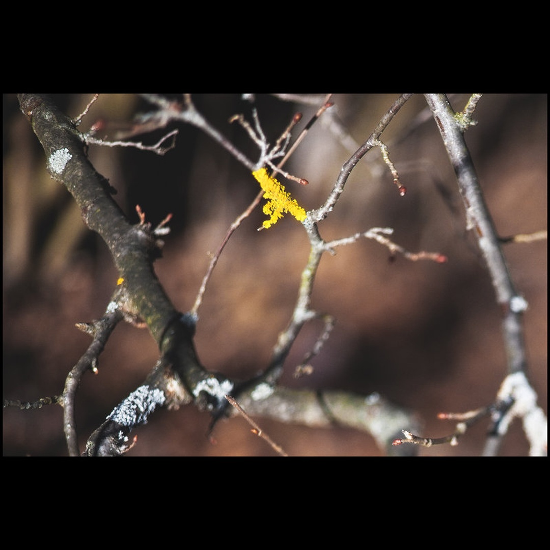 They were all yellow by Anej Lešnik