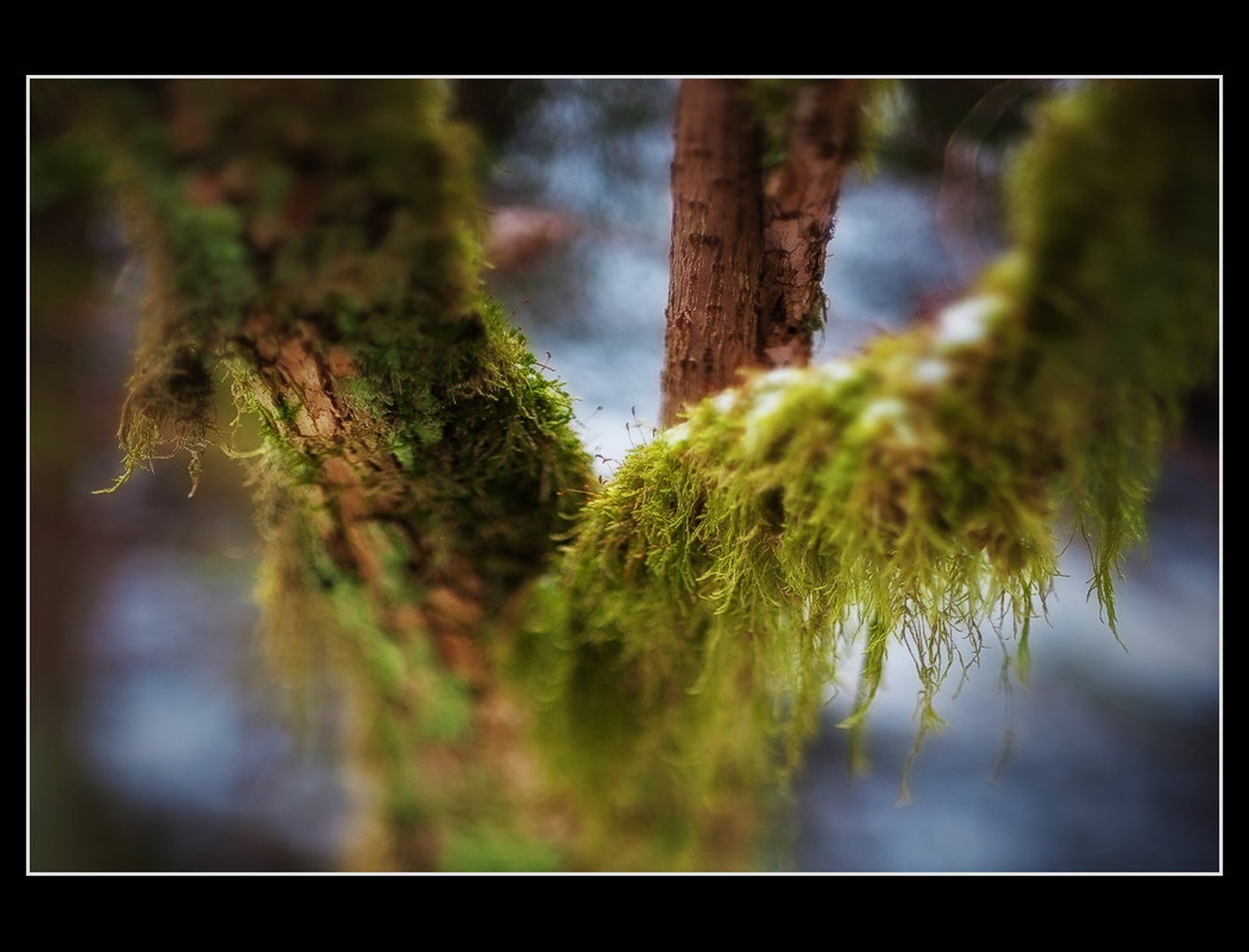 Mossy by Anej Lešnik