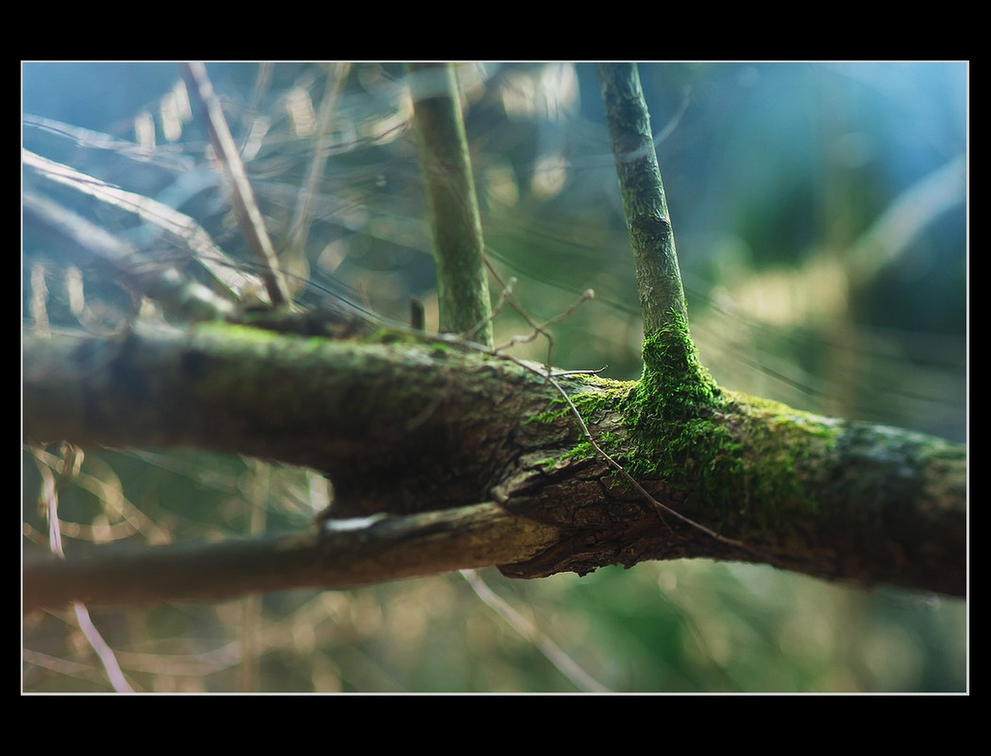 Sprigged by Anej Lešnik