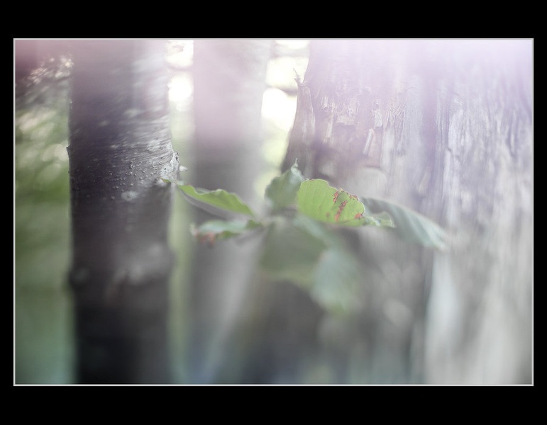 Counting the leaves which tremble at dawn... by Anej Lešnik
