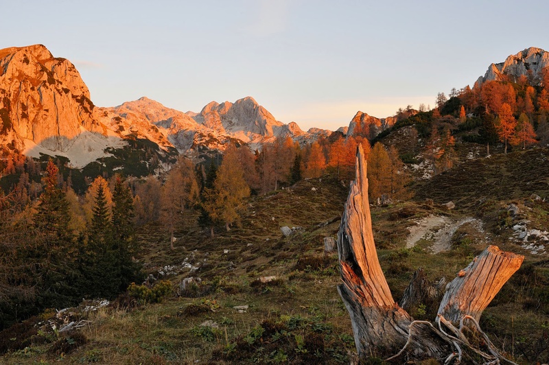 med macesni by Janez Mencinger