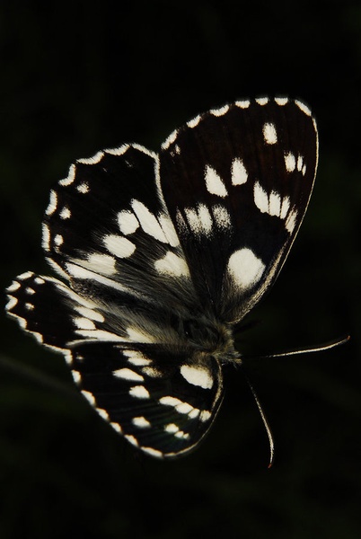 eleganca by Janez Mencinger