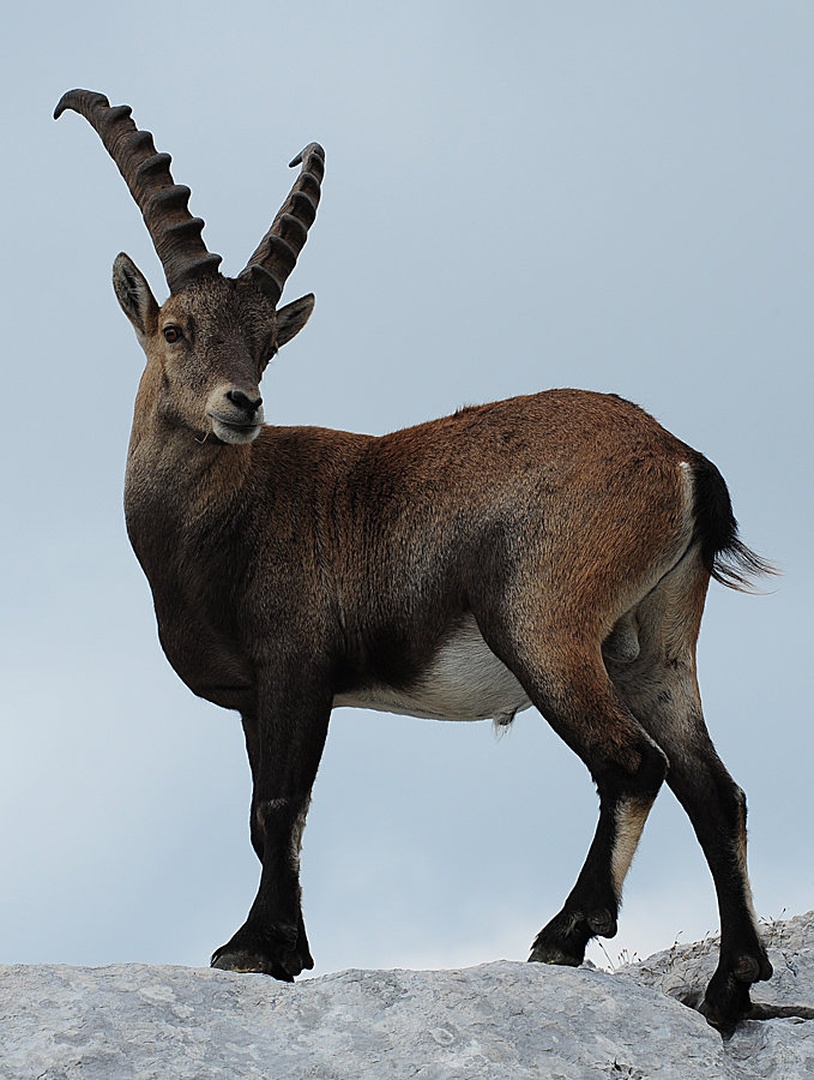 King on Rock II by Janez Mencinger