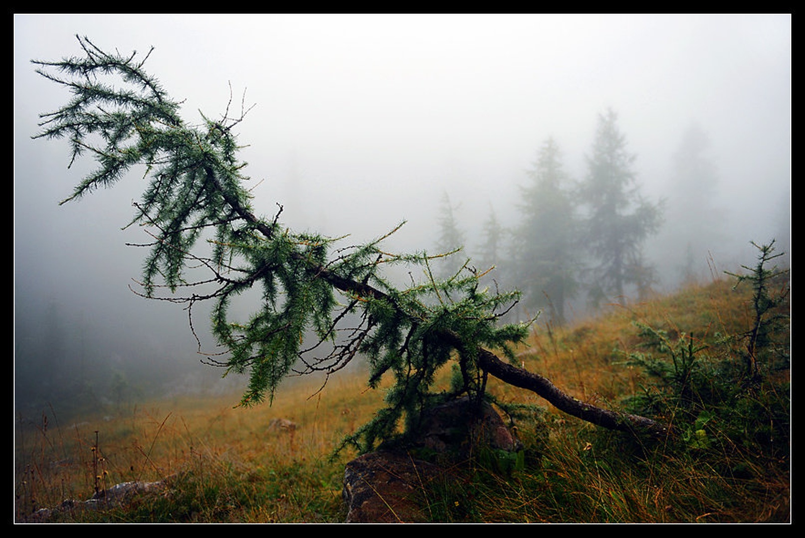 DOF - Depth Of Fog by Janez Mencinger
