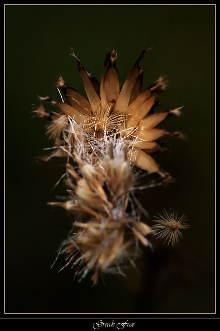 Break Free by Janez Mencinger