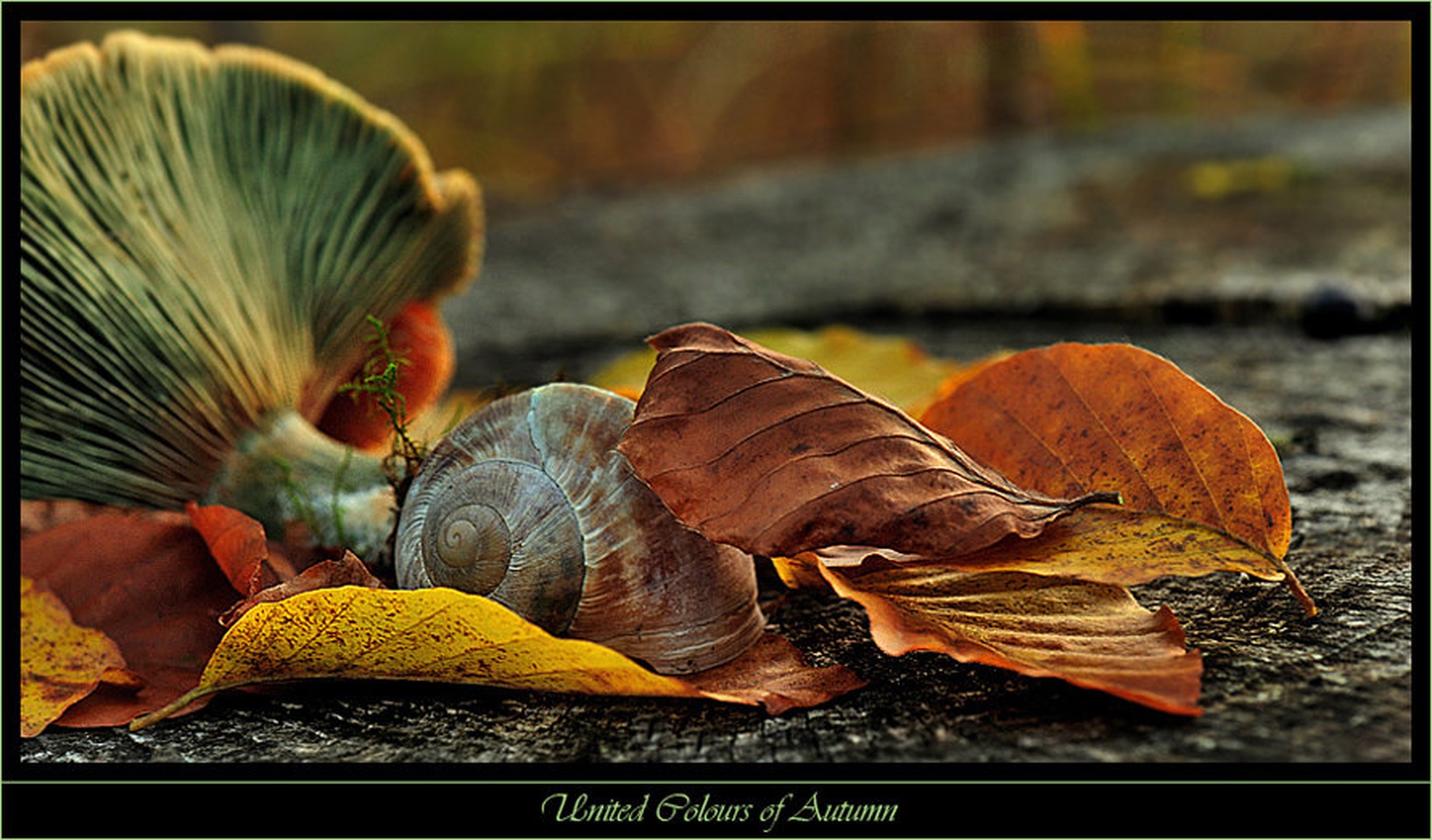 United Colours II by Janez Mencinger