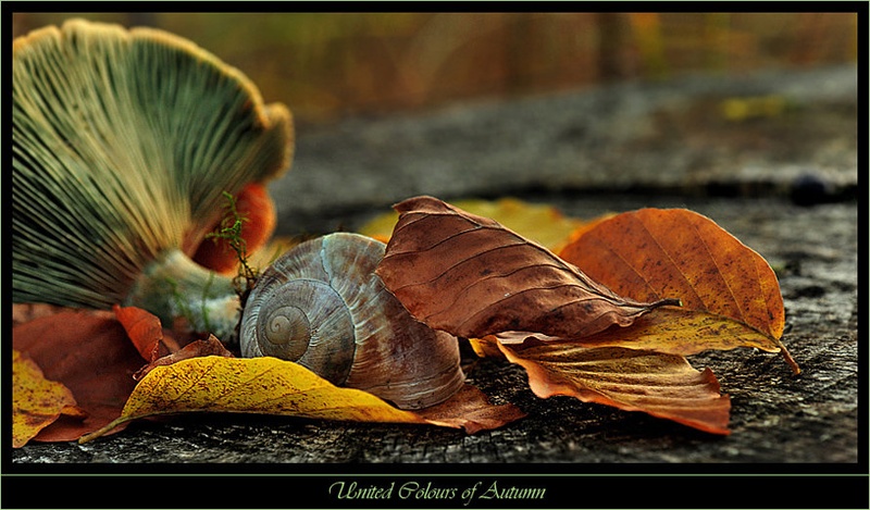 United Colours II by Janez Mencinger