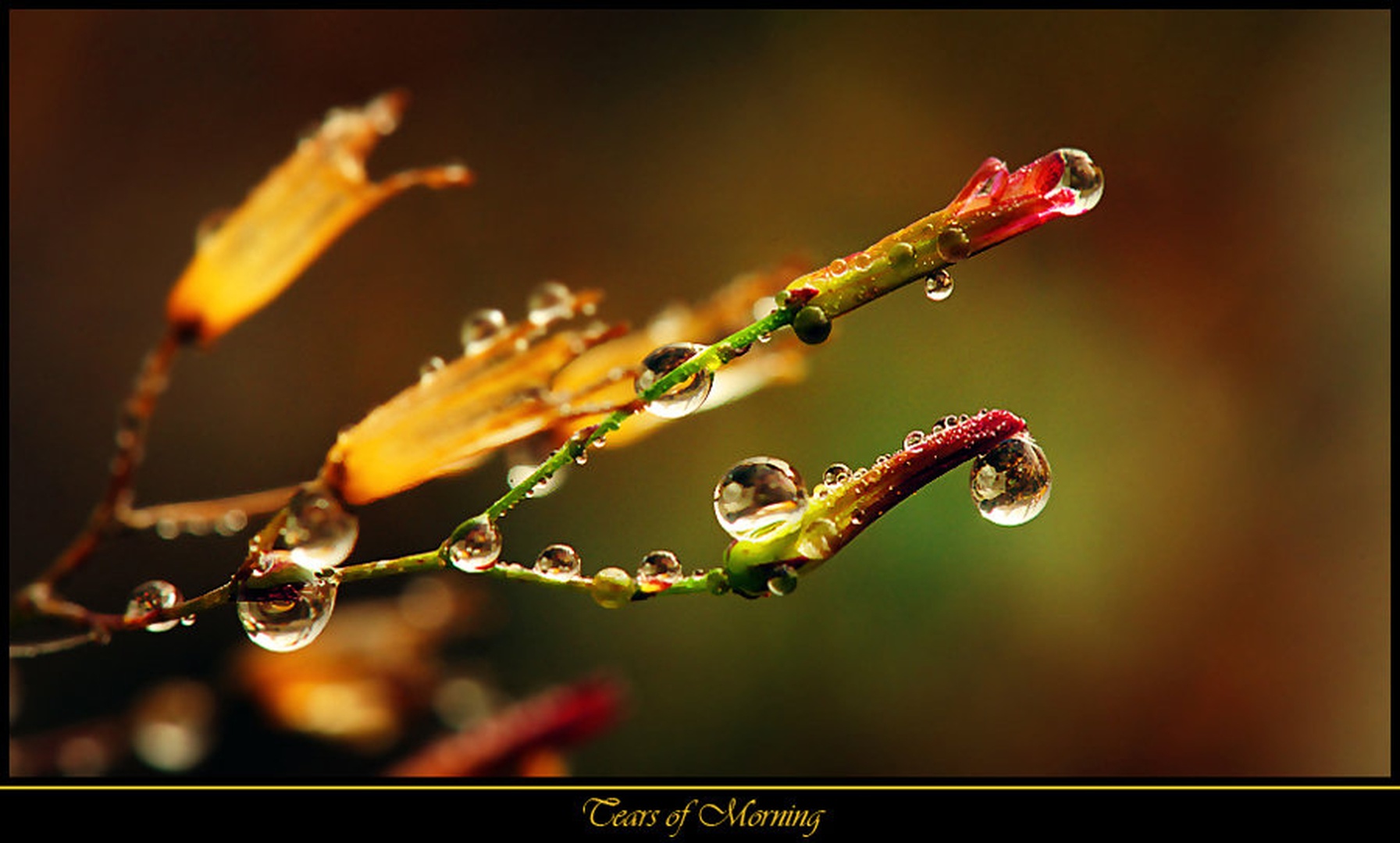 Tears of Morning by Janez Mencinger