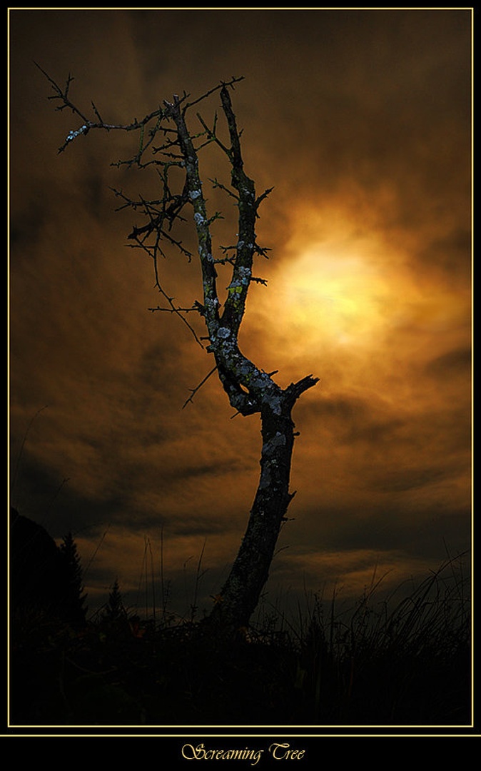 Screaming Tree II by Janez Mencinger