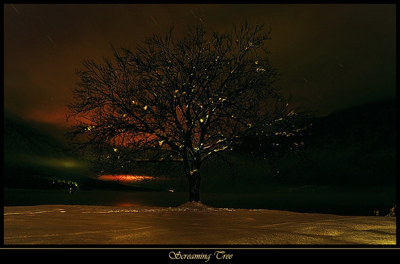 Screaming Tree III by Janez Mencinger