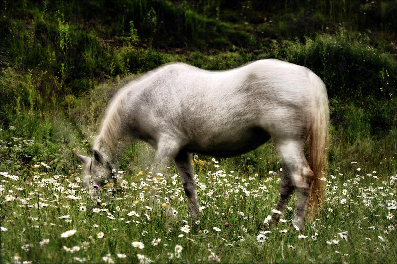 paša by Janez Mencinger