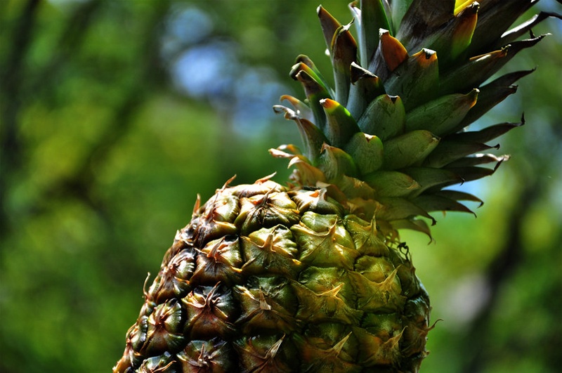 Ananas by Maja
