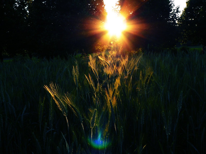 Sun-set by Maja