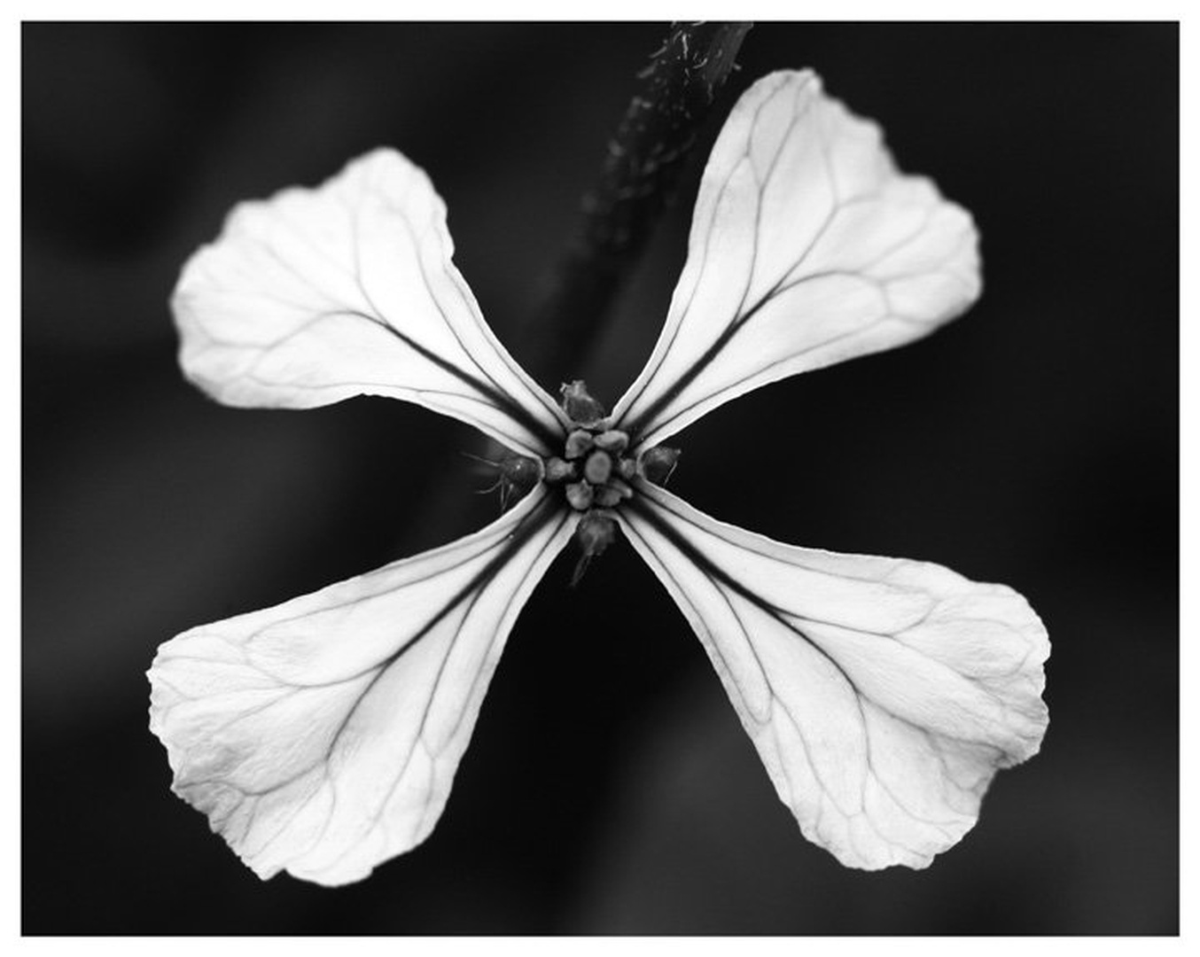 Rukola by