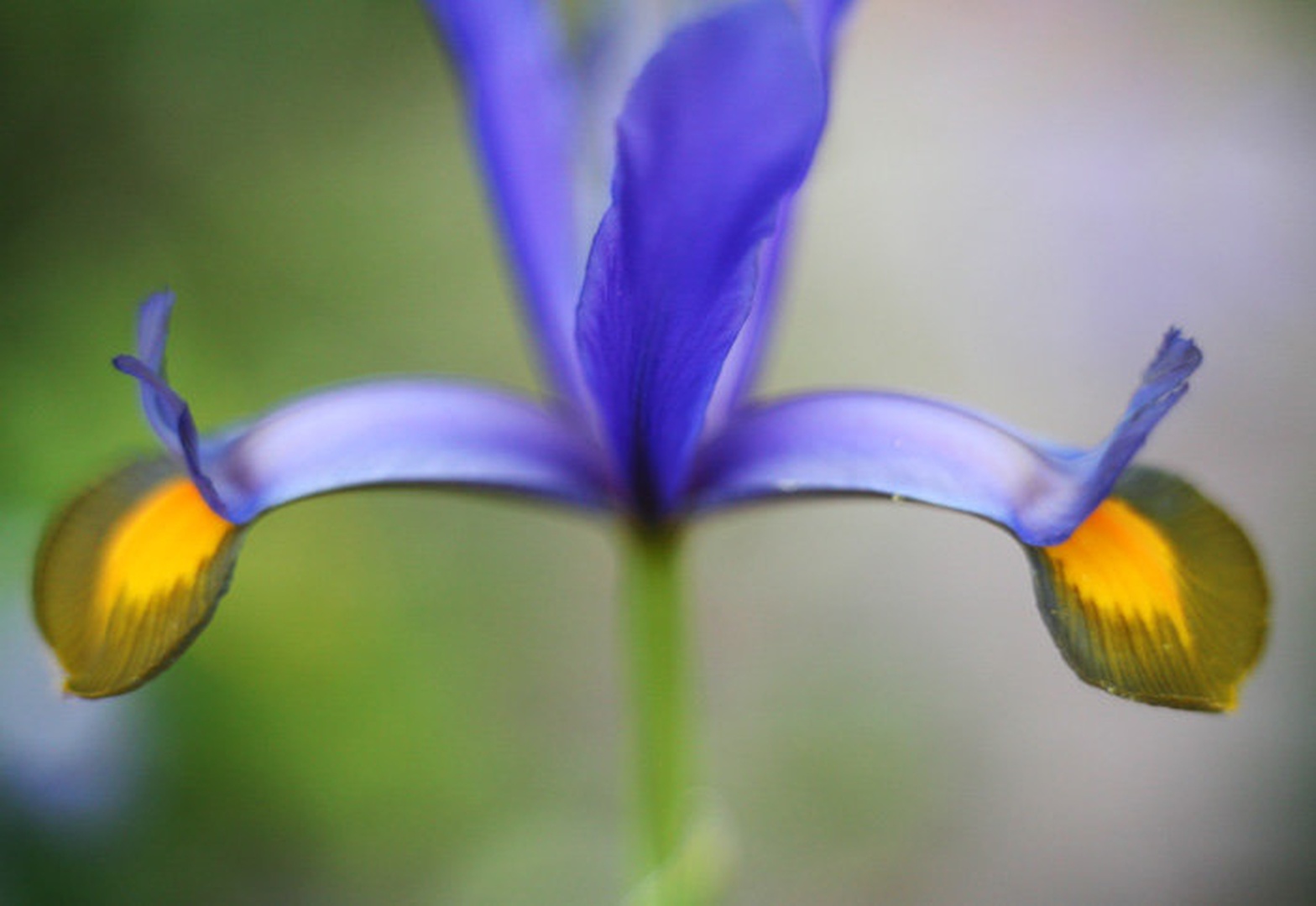 Iris by