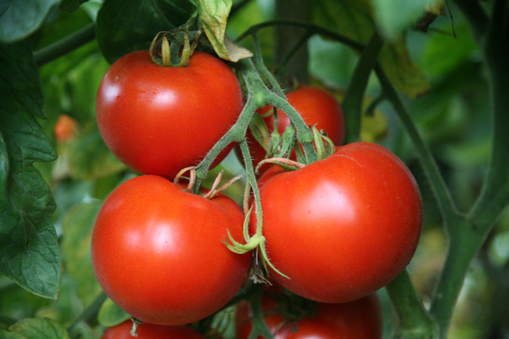 Tomatoe by