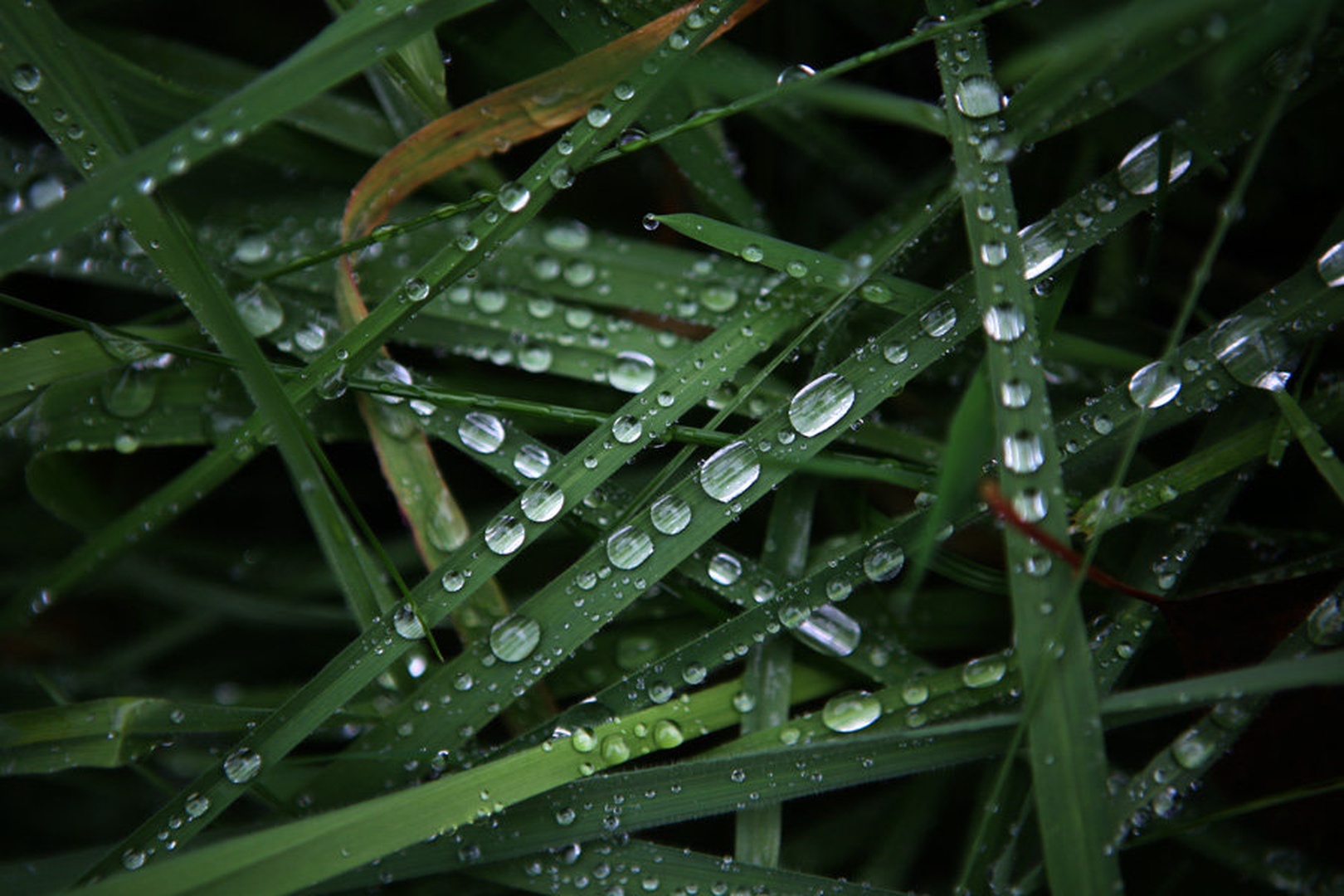 Grassroads by