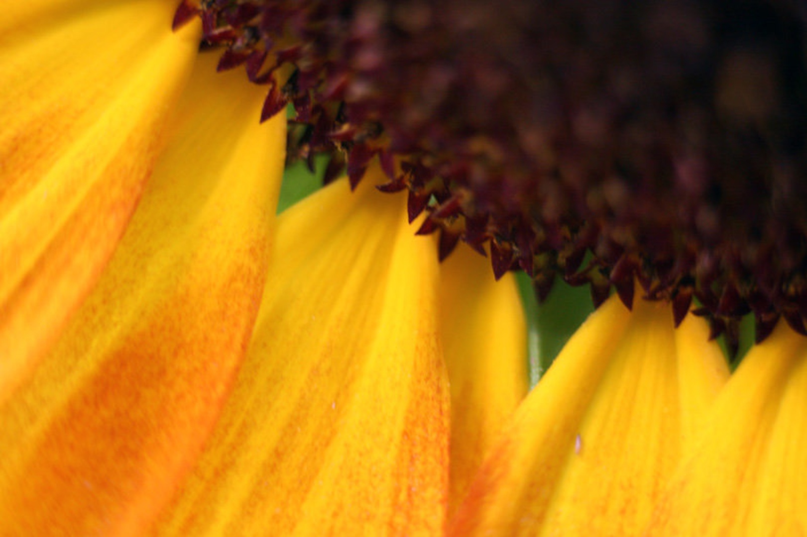 Sunflower by