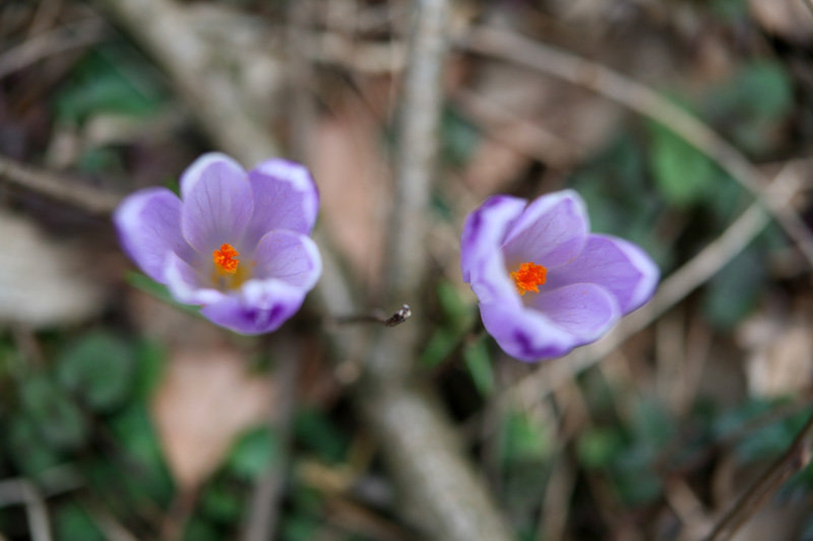 Krokus by