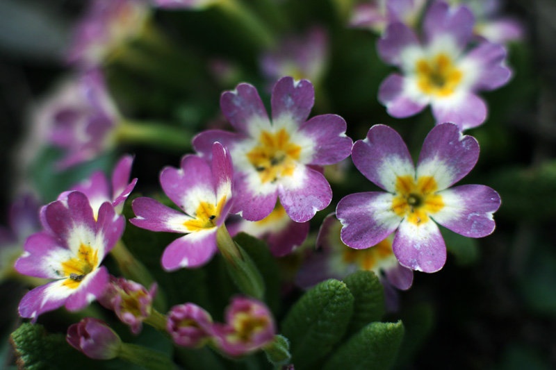 Primula by Spin